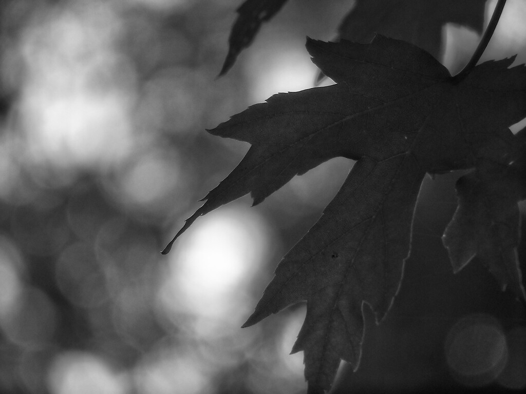 Maple leaf bokeh... by marlboromaam