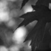 Maple leaf bokeh... by marlboromaam
