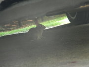 13th Jul 2021 - Rabbit Underneath Dad's Car