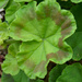 Geranium leaf by larrysphotos