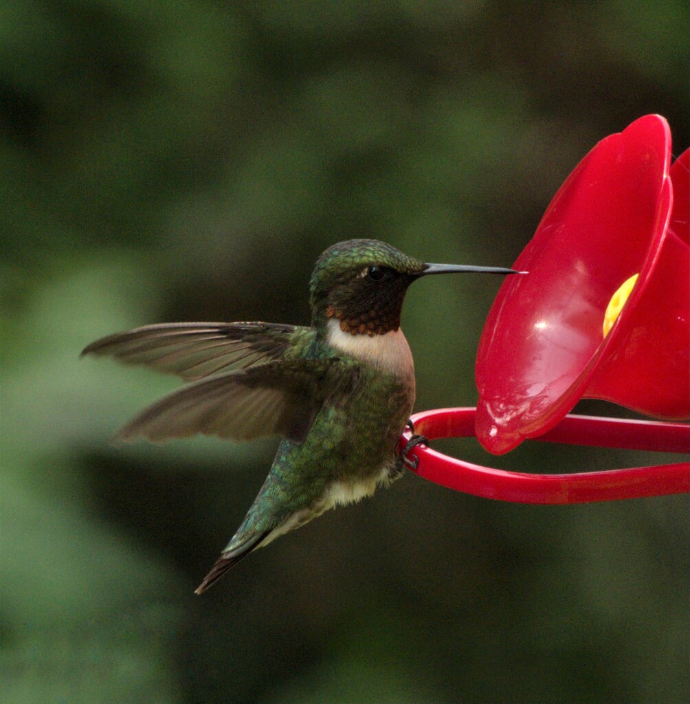 Male Ruby-Throated Hummingbird  by radiogirl
