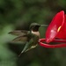 Male Ruby-Throated Hummingbird  by radiogirl