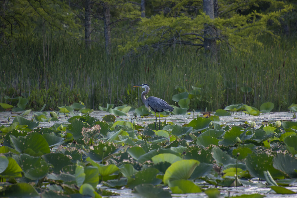 Heron in the Lotus Garden by timerskine