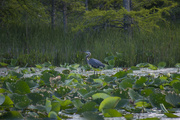 1st Jul 2021 - Heron in the Lotus Garden