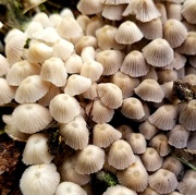 13th Jul 2021 - Fungi Forest