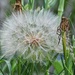 dandelion or not by amyk