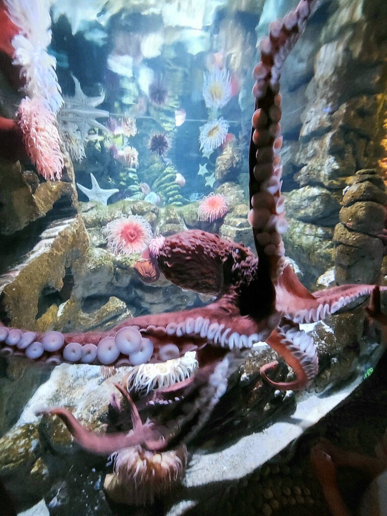 Octopus by harbie