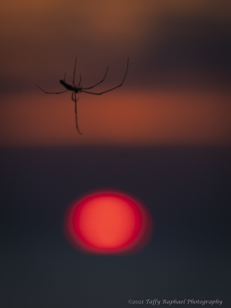 Zen Spider Meditates On Setting Sun by taffy