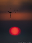 12th Jul 2021 - Zen Spider Meditates On Setting Sun