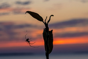 12th Jul 2021 - Spider Weaves While Sun Sets