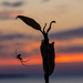 Spider Weaves While Sun Sets by jyokota