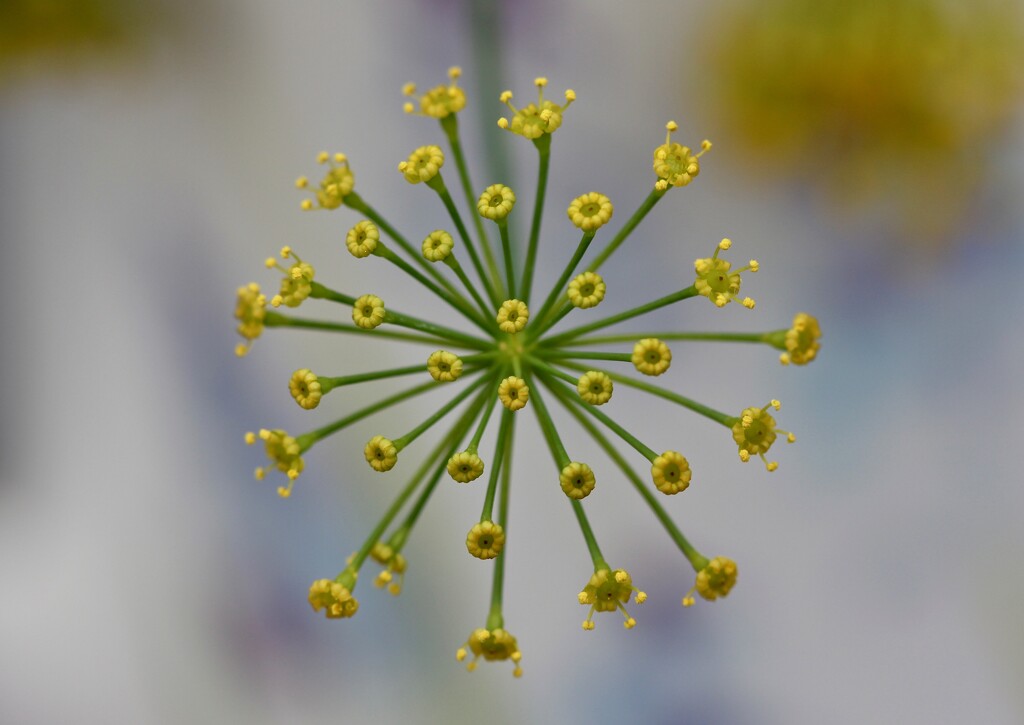 The Dill Flower by jamibann