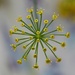 The Dill Flower by jamibann
