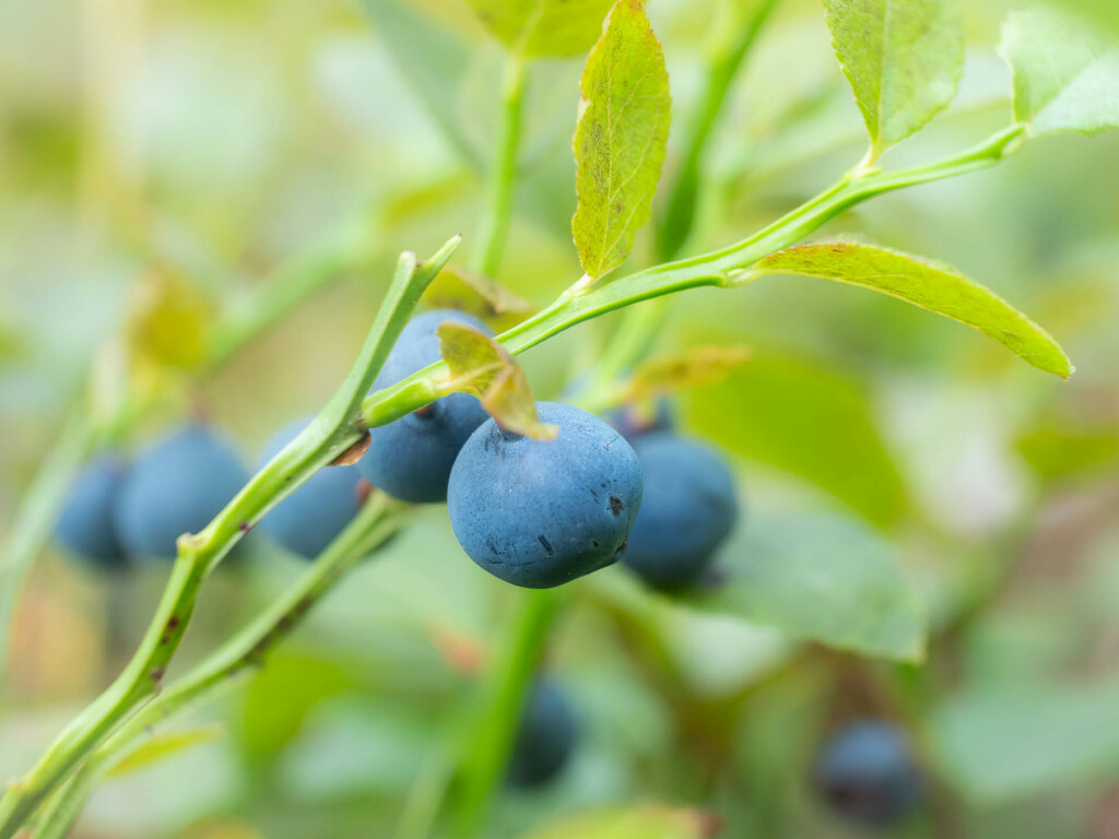 Time for  blueberries by haskar