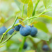 Time for  blueberries by haskar