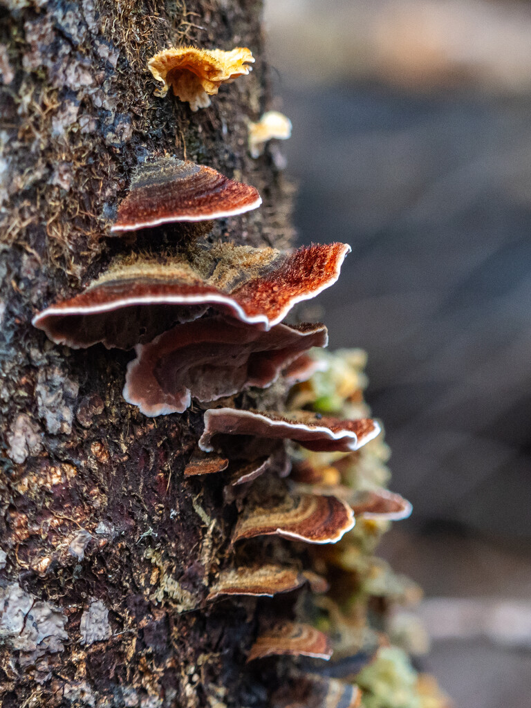 Fungi on the tree by gosia