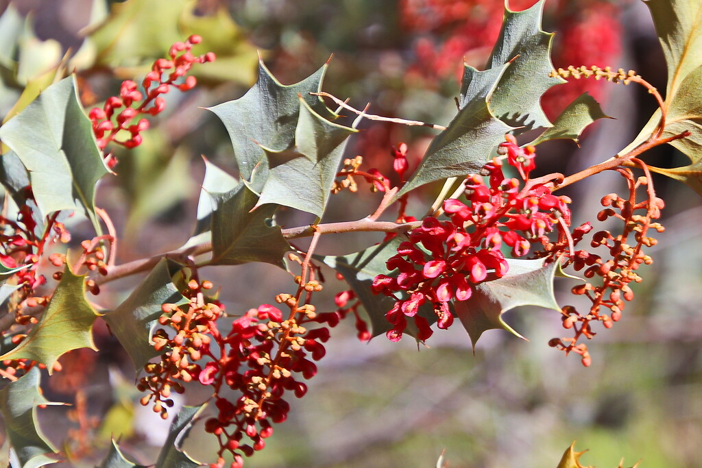 Holly Grevillea by terryliv