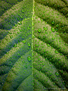 14th Jul 2021 - An avocado plant, a spray bottle and a macro lens :-)