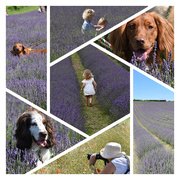 14th Jul 2021 - The Lavender fields