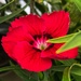 Surprise red dianthus by shutterbug49