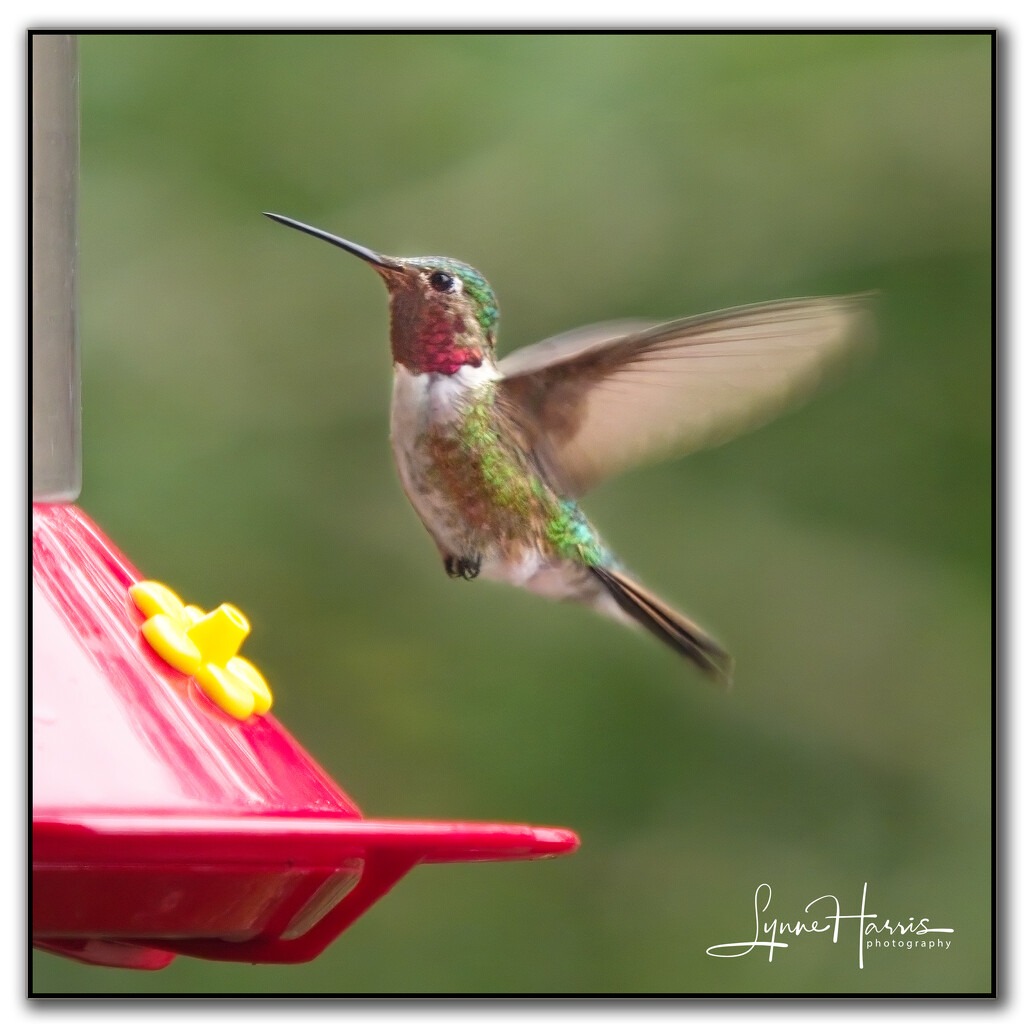 Hummingbirds are Coming by lynne5477