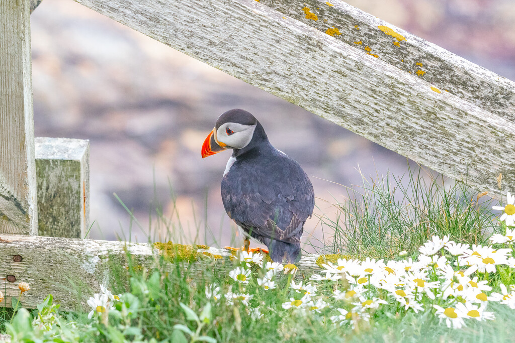 Sumburgh Puffin by lifeat60degrees