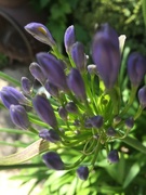 14th Jul 2021 - Agapanthus just starting to flower
