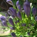 Agapanthus just starting to flower by snowy