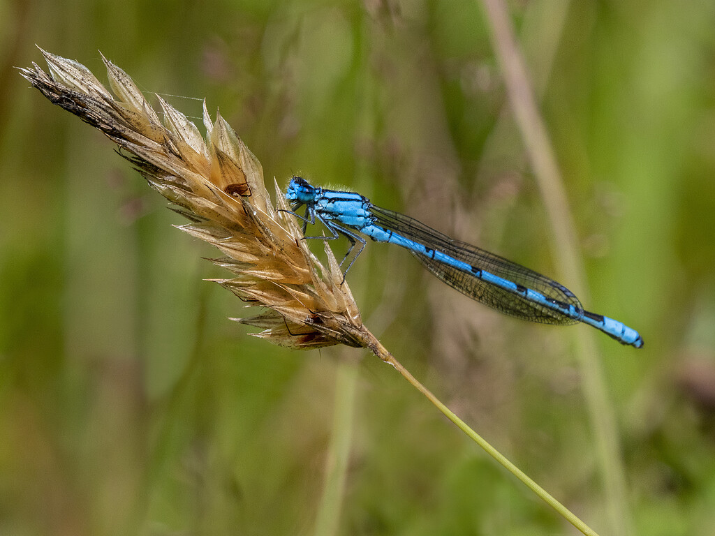 Common Blue Damselfly by gamelee