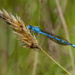 Common Blue Damselfly by gamelee