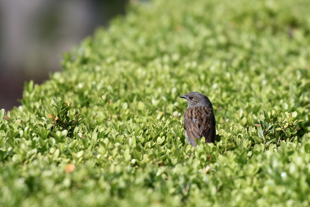 A dunnock on our hedge by jamibann
