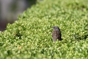 15th Jul 2021 - A dunnock on our hedge