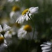 Chamomile In The Wind  by motherjane