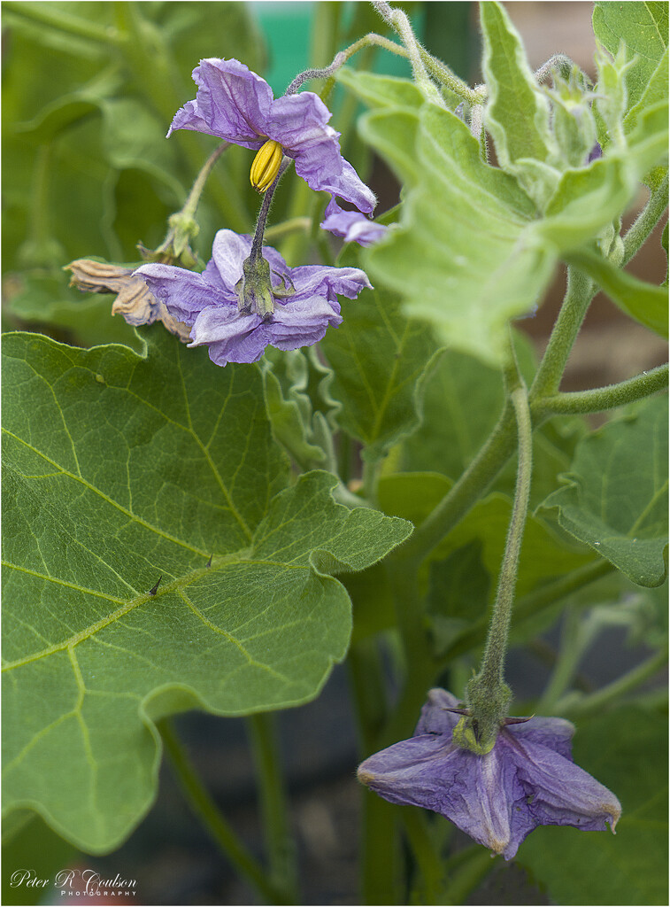Aubergine Flowers by pcoulson