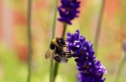 14th Jul 2021 - Busy Bee