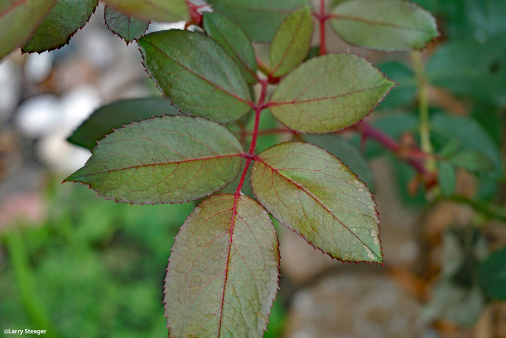 Rose leaf by larrysphotos
