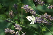 14th Jul 2021 - White Butterfly