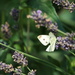 White Butterfly by 365projectorgheatherb