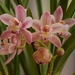  Orchid From Koala Gardens ~     by happysnaps