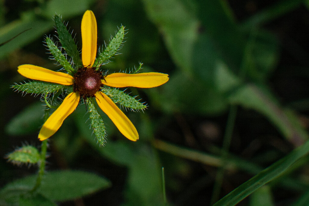 Tiny Black Eyed Susan... by thewatersphotos