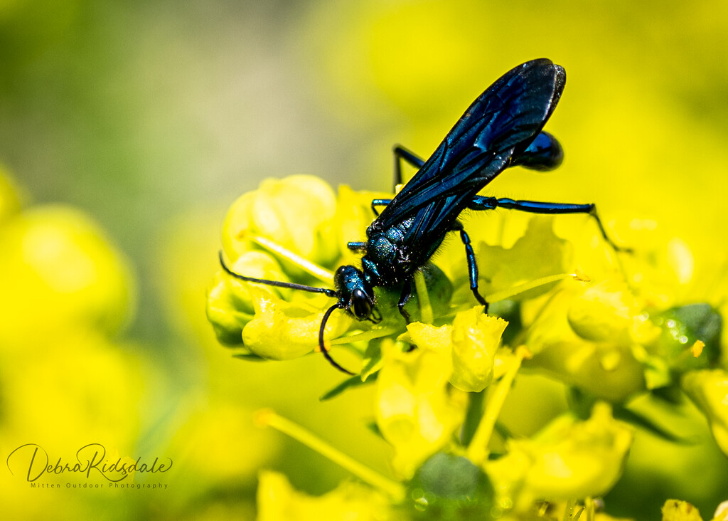 Blue mud wasp by dridsdale