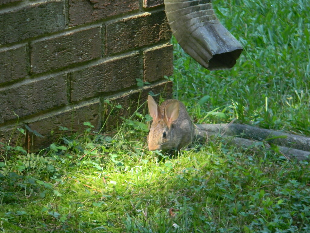Bunny in Backyard  by sfeldphotos