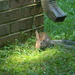 Bunny in Backyard  by sfeldphotos