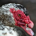 Muscovy Duck Close-up by stephomy