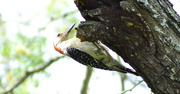 26th Jun 2021 - Red-eye Red-bellied Woodpecker