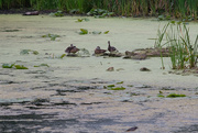 14th Jul 2021 - Ducks 