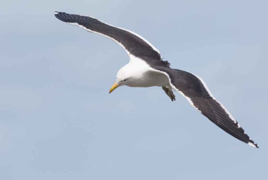 Seagull looking for a spot to land by creative_shots