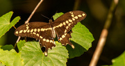 14th Jul 2021 - Giant Swallowtail Butterfly!