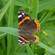 14th Jul 2021 - Red Admiral
