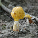 Fly Agaric mushroom by annepann